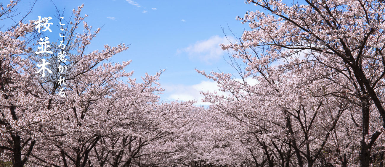 こころ惹かれる桜並木