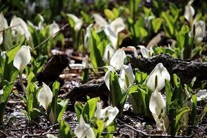 イベント写真:水芭蕉群生地オープン式