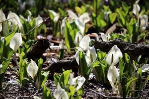 イベント写真：水芭蕉群生地オープン式